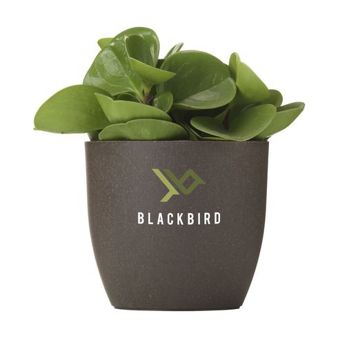 Promotional Products 2023: Coffee Plant Pot